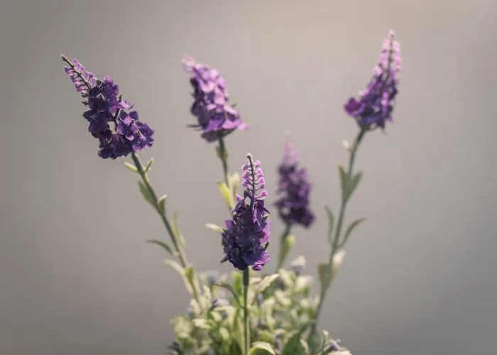 Casa De Santa Rita São Roque