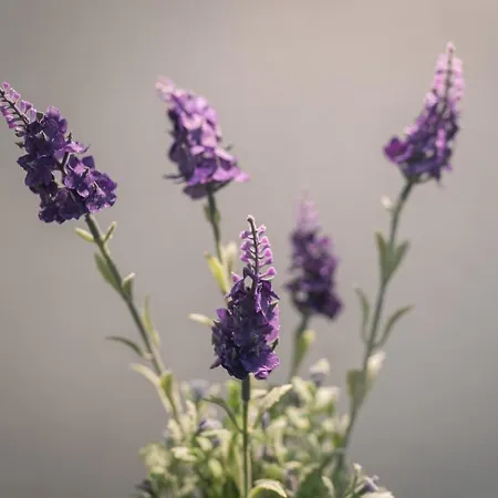 Casa De Santa Rita São Roque